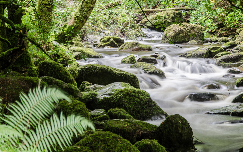 Silky water flowing between mossy rocks and ferns in a green woodland.